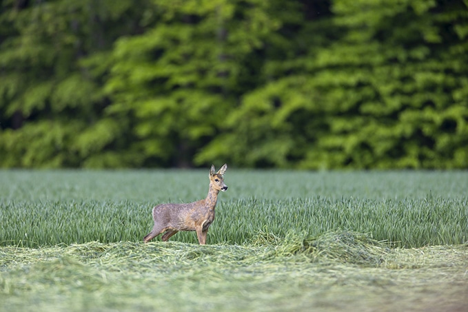 Wildbrücke zeigt das Wildtier Reh, ein Wildtier das in Deutschland lebt