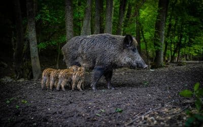 Das weibliche Wildschwein: Ein Überblick