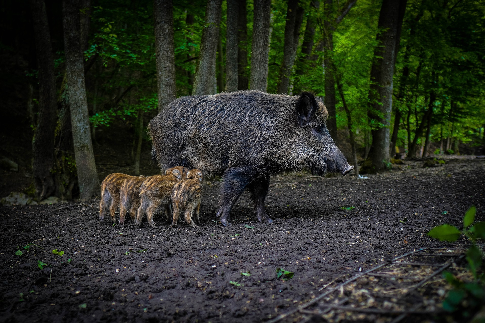 Wildbrücke-zeigt-Wildschweine Wildbrücke zeigt das Wildtier Wildschwein