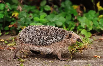Wildbrücke zeigt einen Igel der mit Moos im Maul rennt