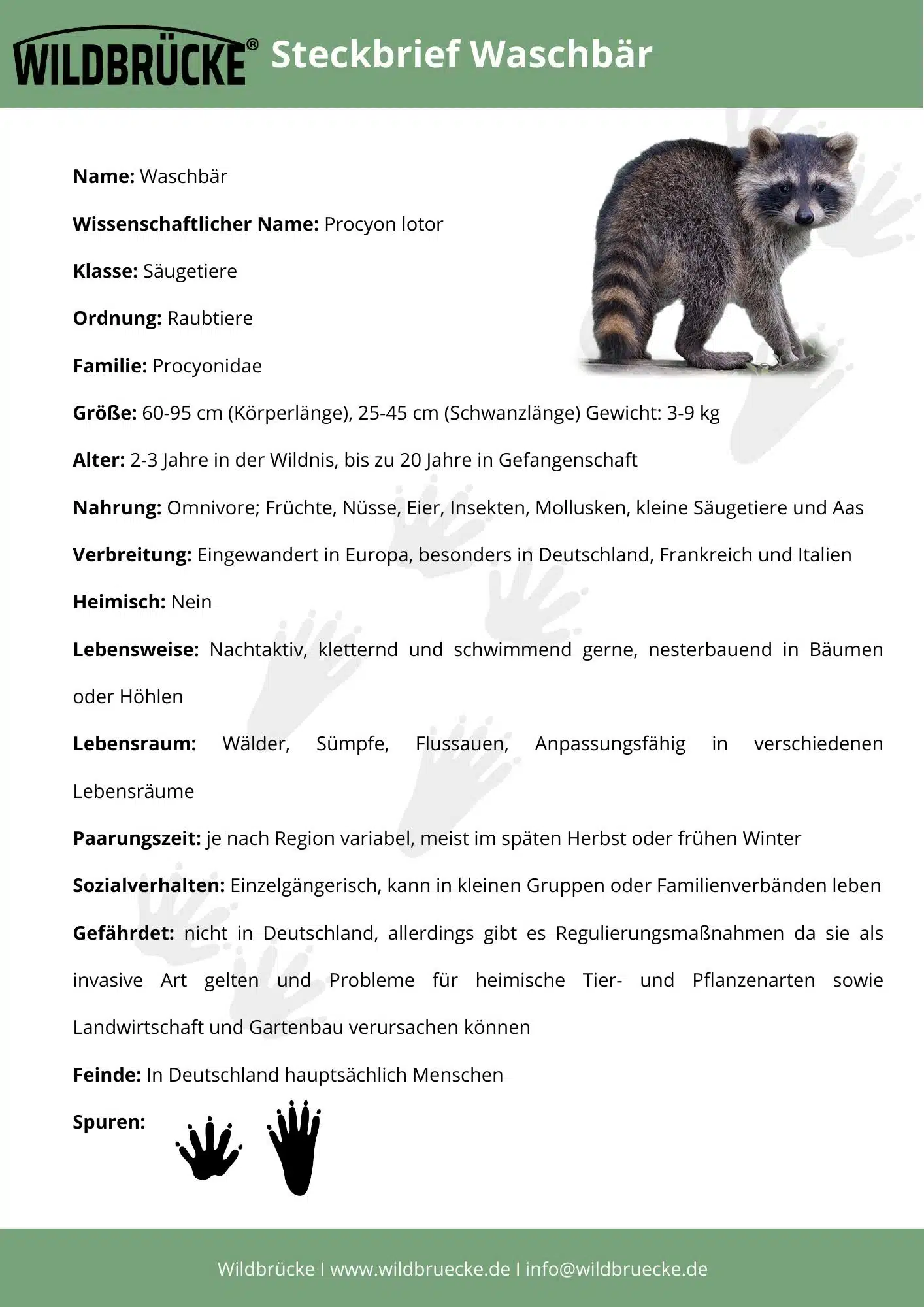 Wildbrücke für Wildtiere - Steckbrief Waschbär animal equalizer