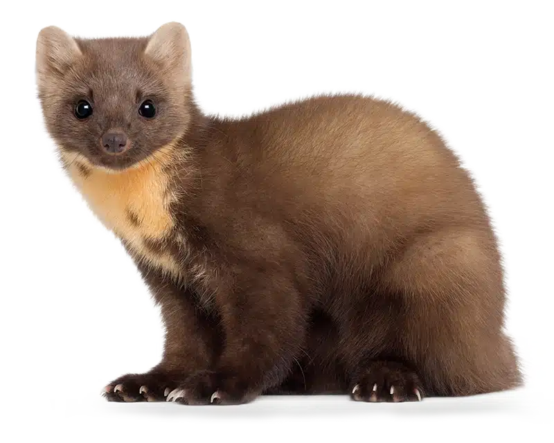 Baummarder
