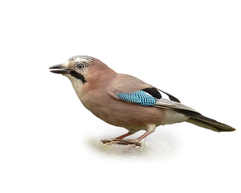 Wildbrücke zeigt das Wildtier Eichelhäher