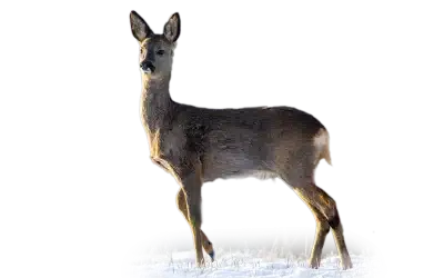 Reh