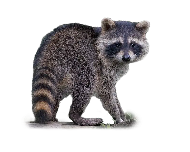 Wildbrücke zeigt das Wildtier Waschbär