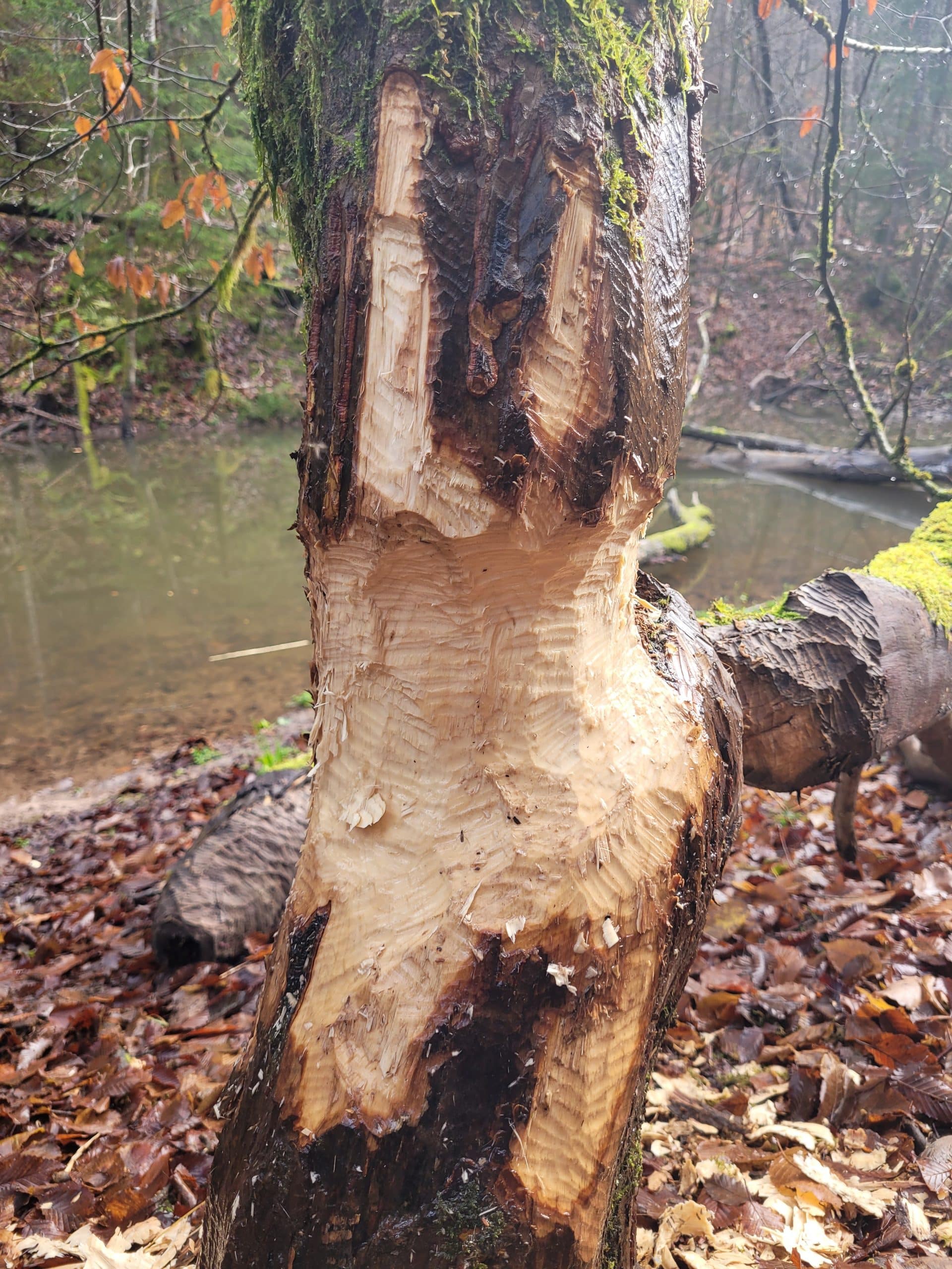 Frasspuren Biber - Wildtiere in Deutschland