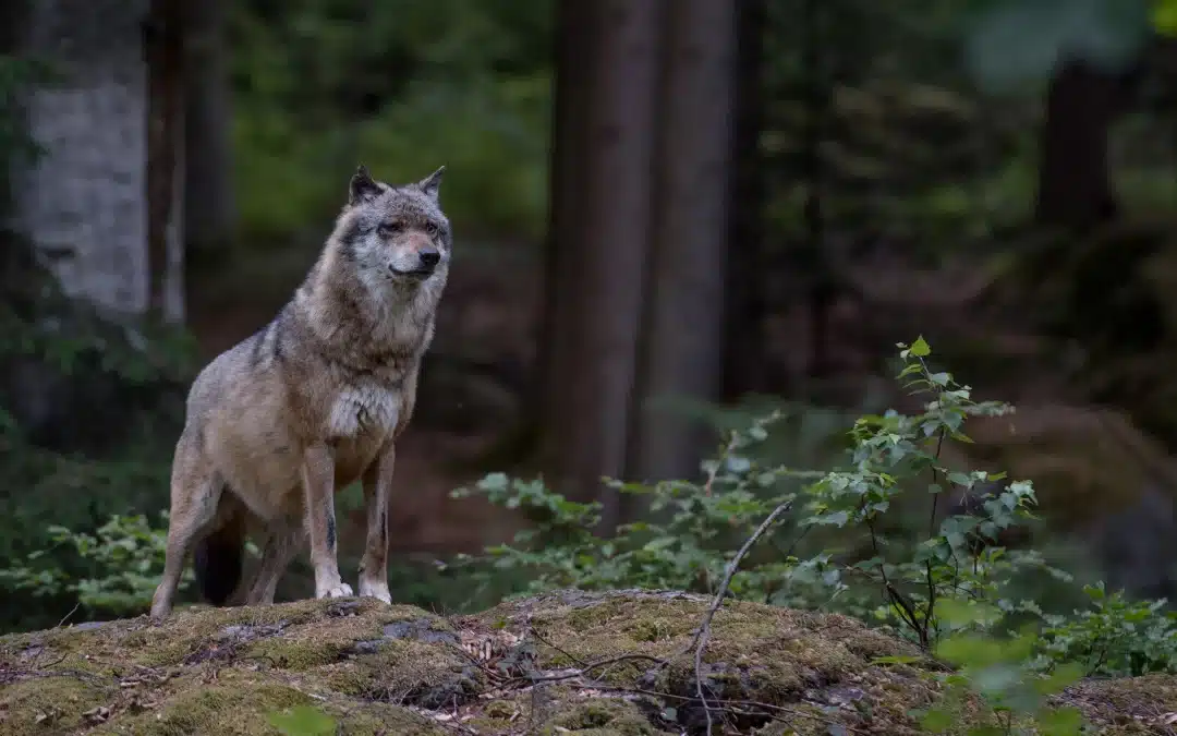 Wolf Lebensraum: Anpassungsfähigkeit und Herausforderungen