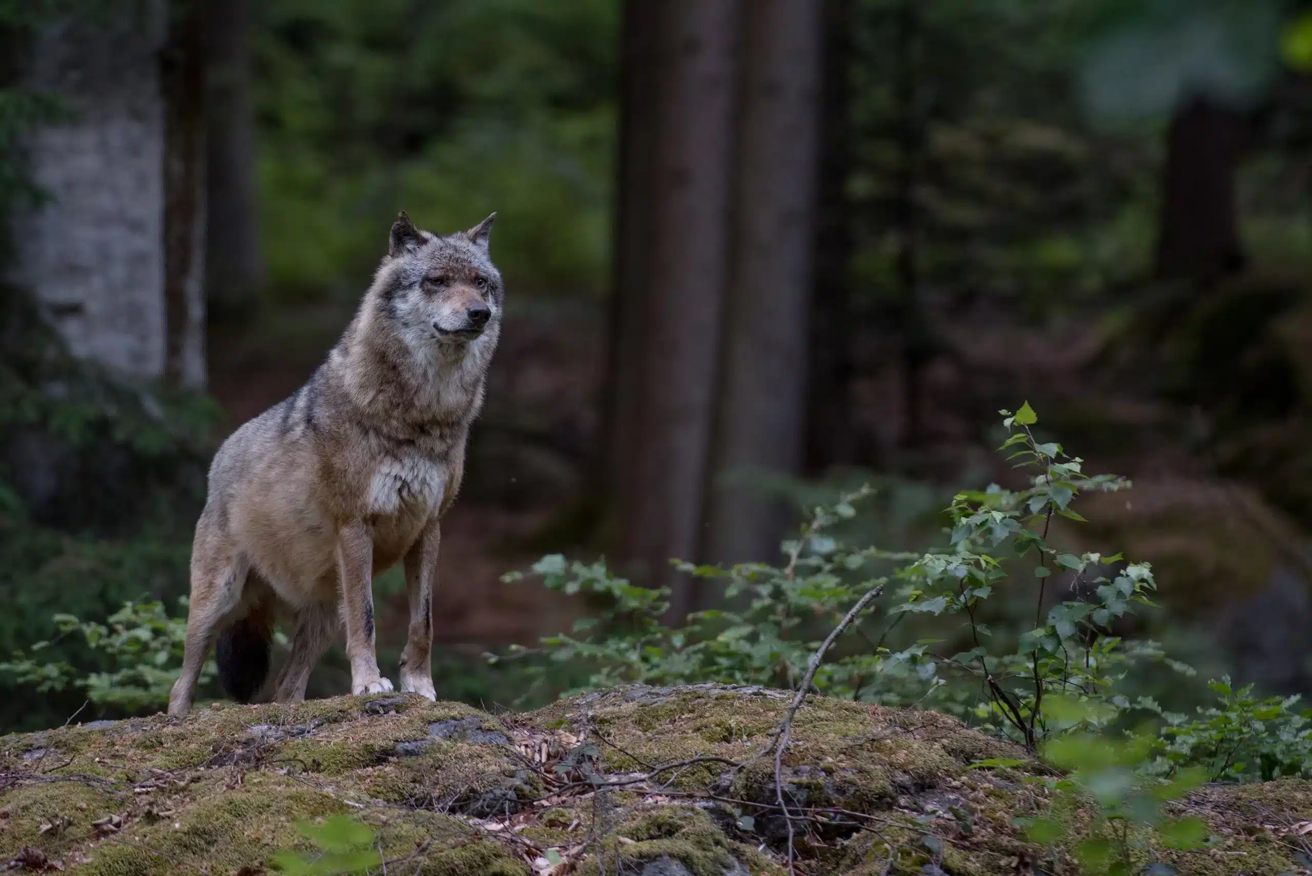 Wolf Lebensraum - Wildtiere in Deutschland