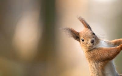 Eichhörnchen Feinde: Natürliche Bedrohungen für die agilen Nager