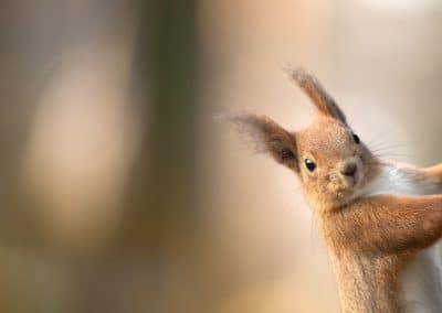 Eichhörnchen Feinde: Natürliche Bedrohungen für die agilen Nager