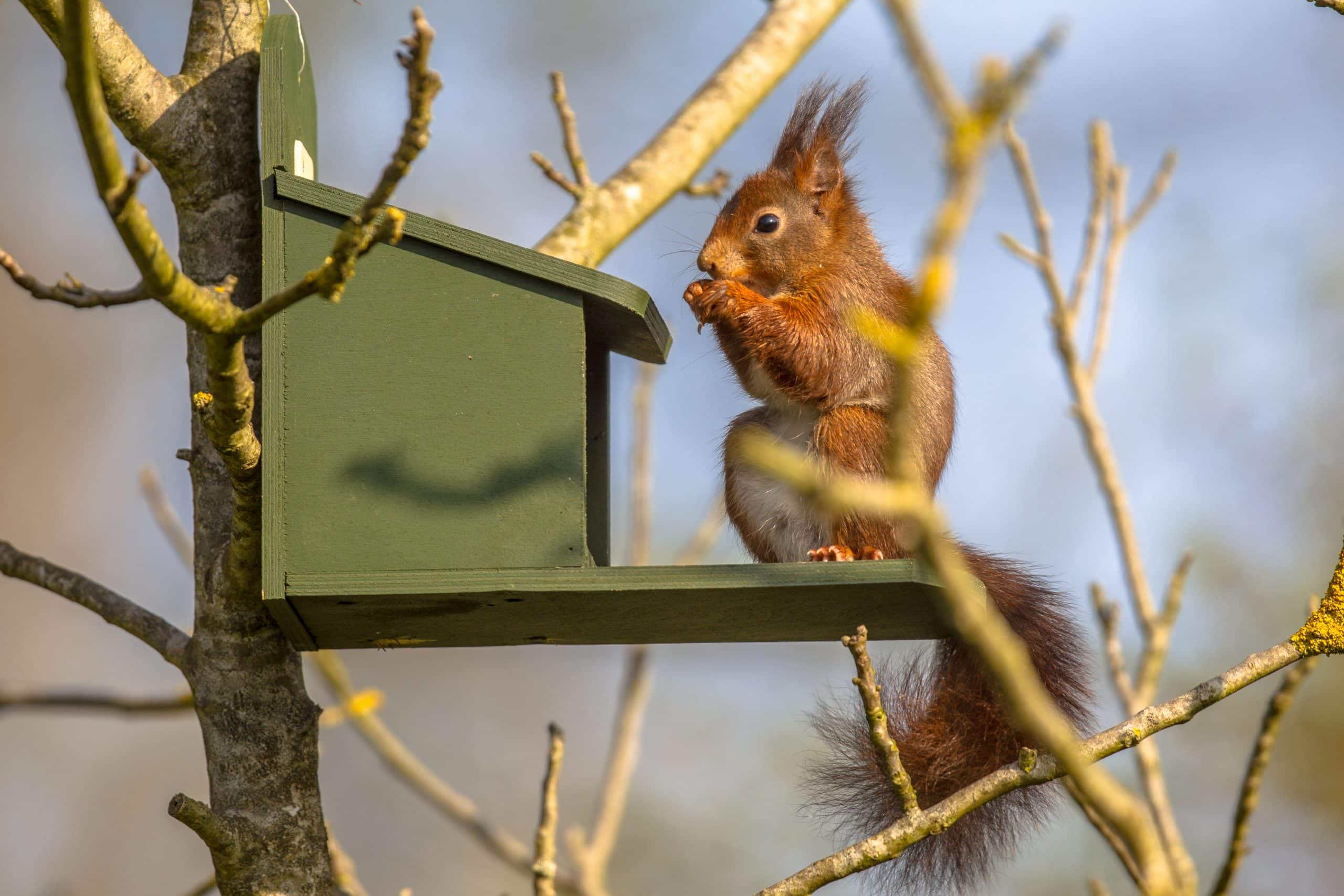 Eichhörnchen Futterhaus - Wildtiere in Deutschland