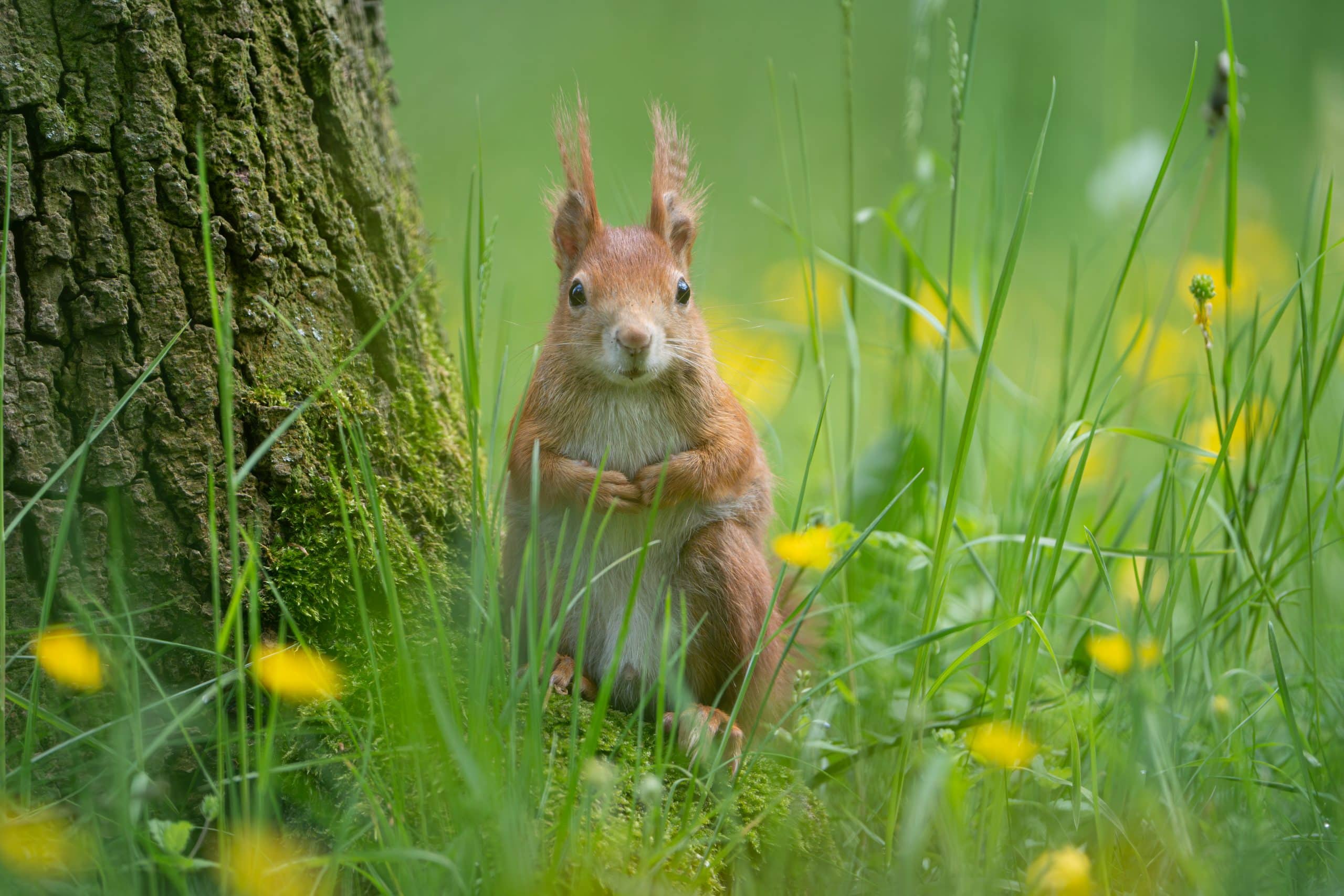 Eichhörnchen Geräusche - Wildtiere in Deutschland