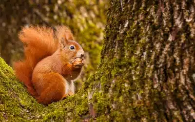 Eichhörnchen Nahrung: Was fressen diese agilen Baumbewohner?