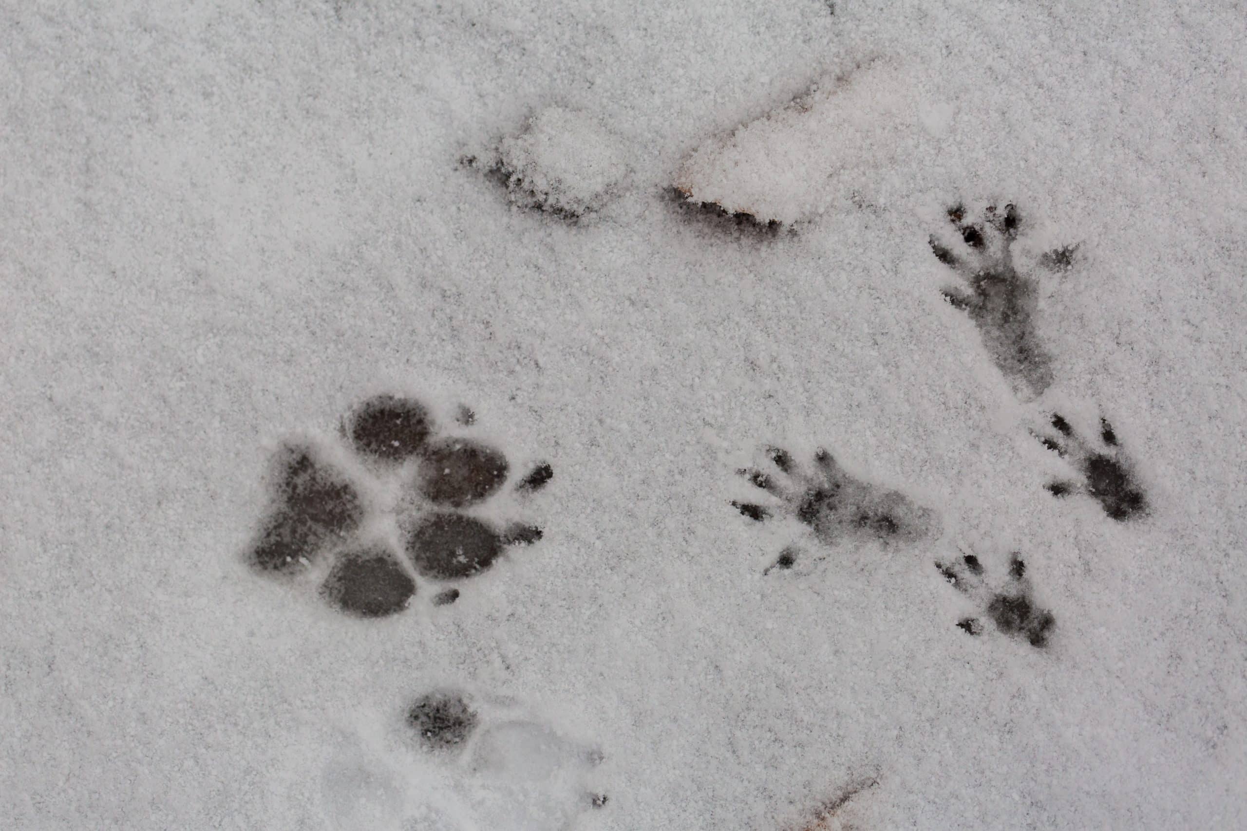 Eichhörnchen Spuren - Wildtiere in Deutschland