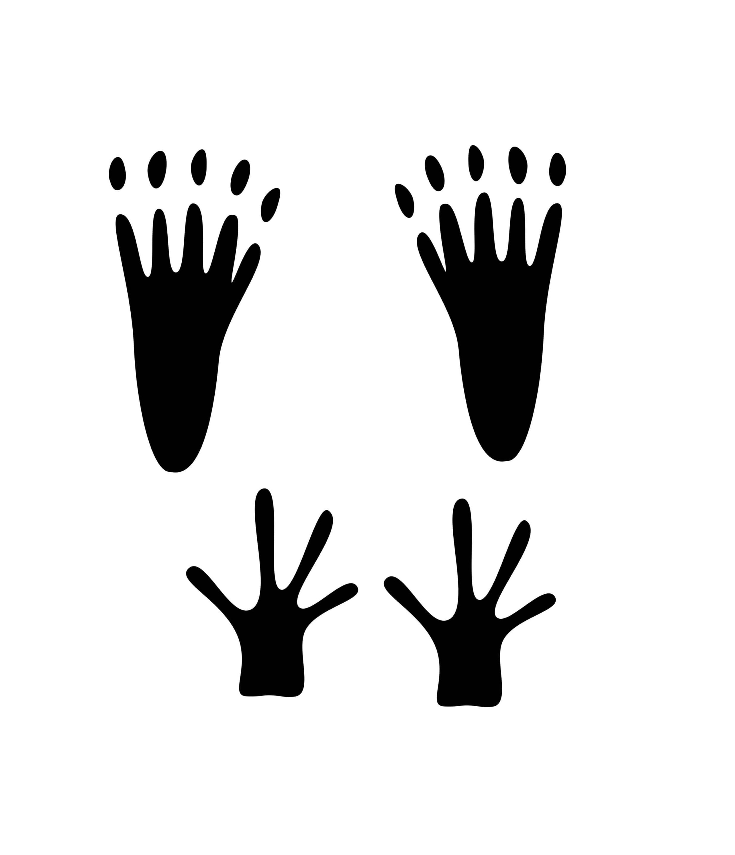 Eichh rnchen Arten Erkennen So Unterscheidest Du Sie Richtig Eichh rnchen Arten Erkennen So Unterscheidest Du Sie Richtig