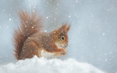 Eichhörnchen Winterschlaf: Ein tiefgehender Blick auf ihr Winterverhalten