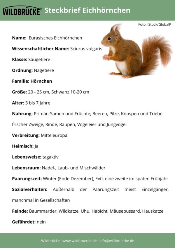 Eichhörnchen Steckbrief - Wildtiere in Deutschland