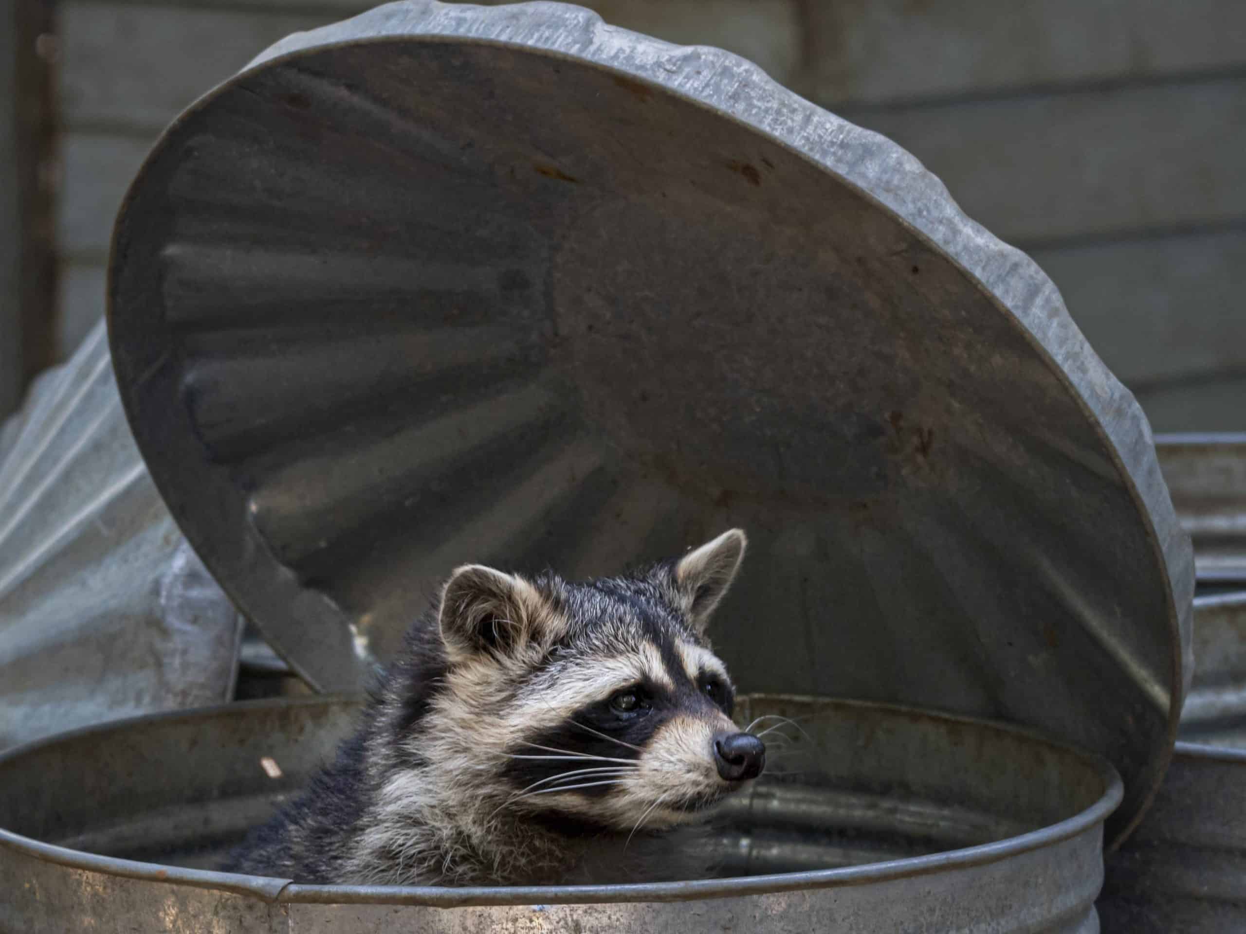 Waschbär Nahrung - Wildtiere in Deutschland