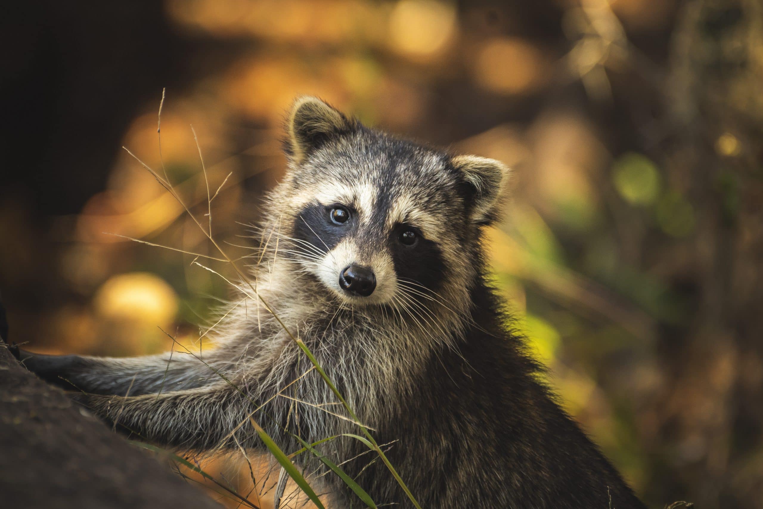 Waschbär Nahrung - Wildtiere in Deutschland
