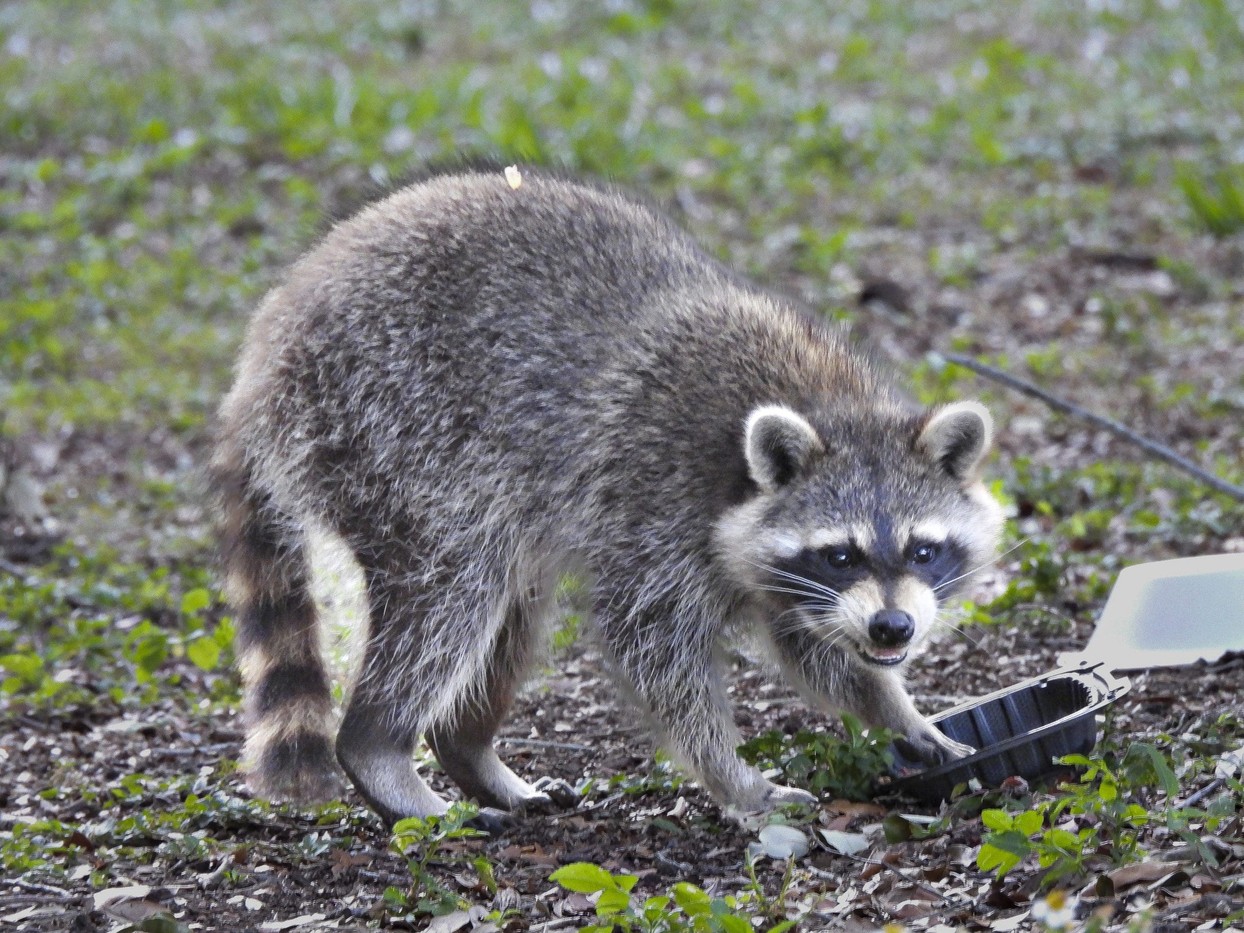 Waschbär Nahrung - Wildtiere in Deutschland
