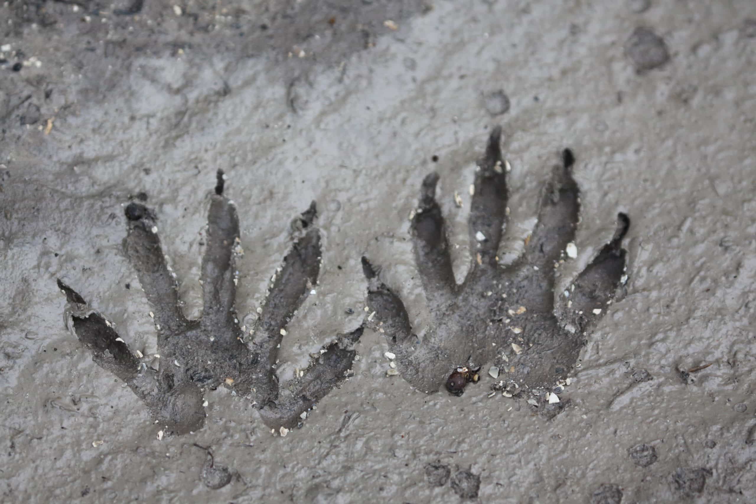 Waschbaer Spuren im Matsch - Fußabdrücke