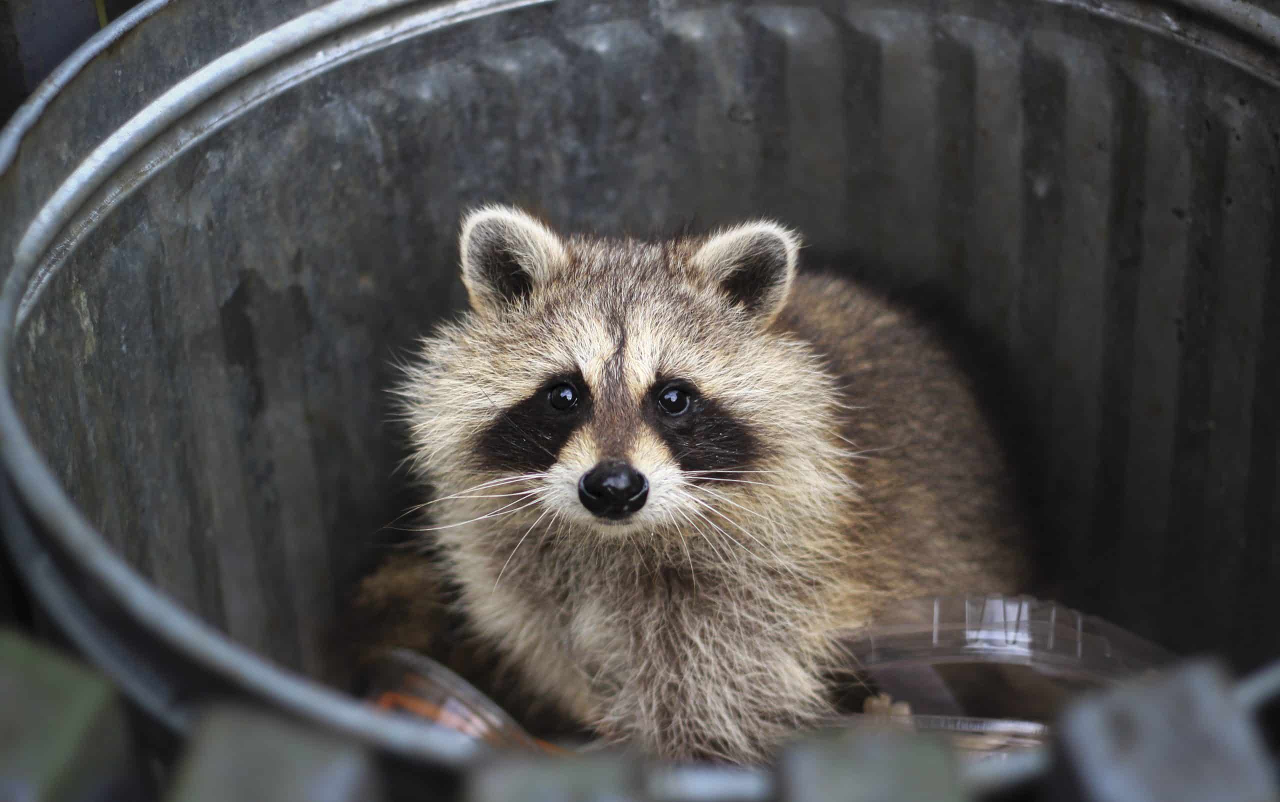 Waschbär in Kassel - Wildtiere in Deutschland