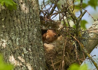 Eichhörnchen Kobel: Einblicke in die faszinierende Nestbaukunst