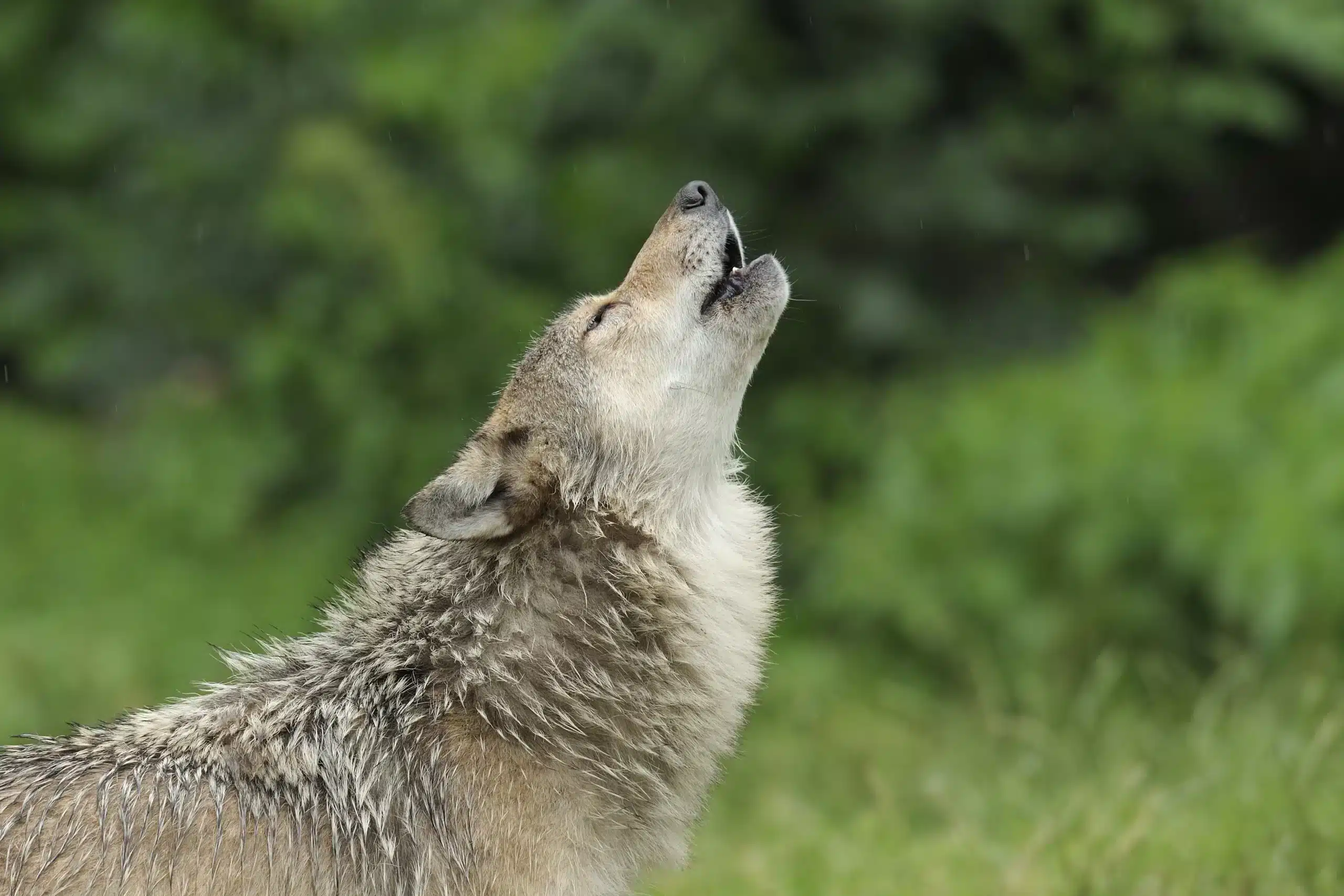 Wolf Heulen - Wildtiere in Deutschland