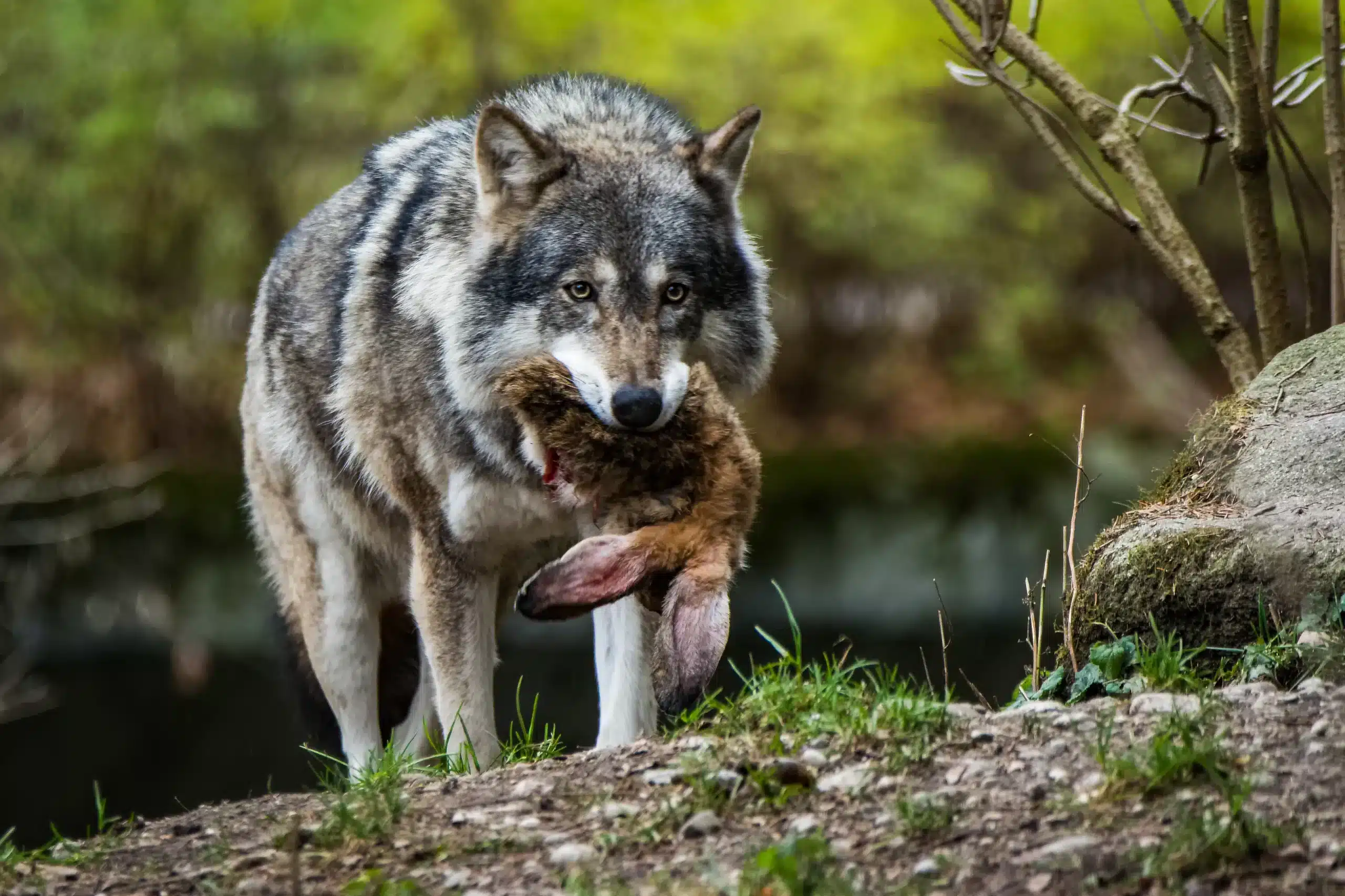 Wolf Nahrung - Wildtiere in Deutschland Wolf Nahrung - Wildtiere in Deutschland