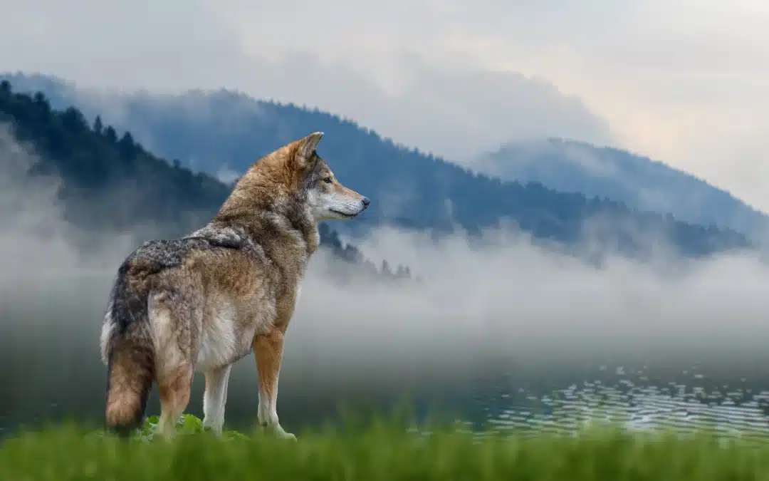 Wolf Steckbrief