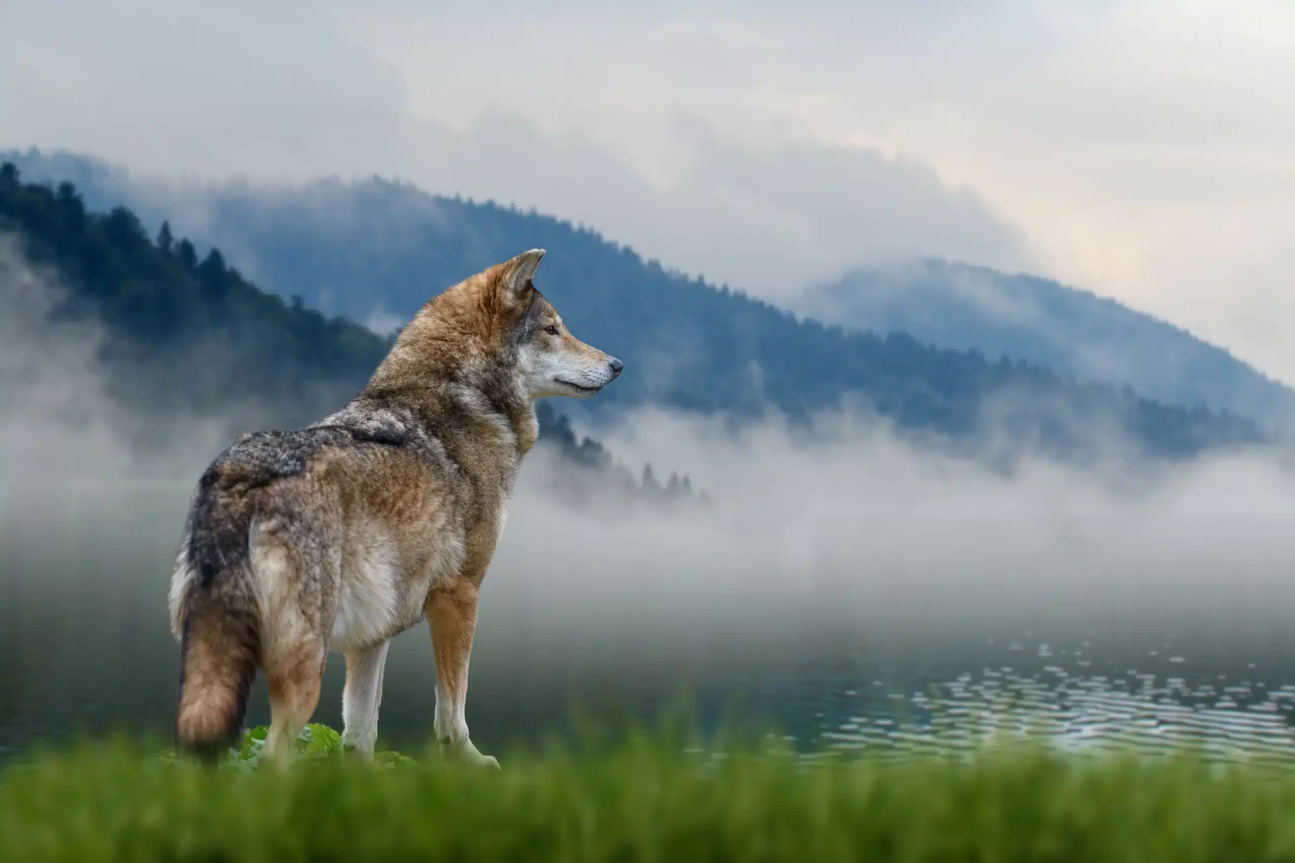 Wolf Steckbrief - Wildtiere in Deutschland