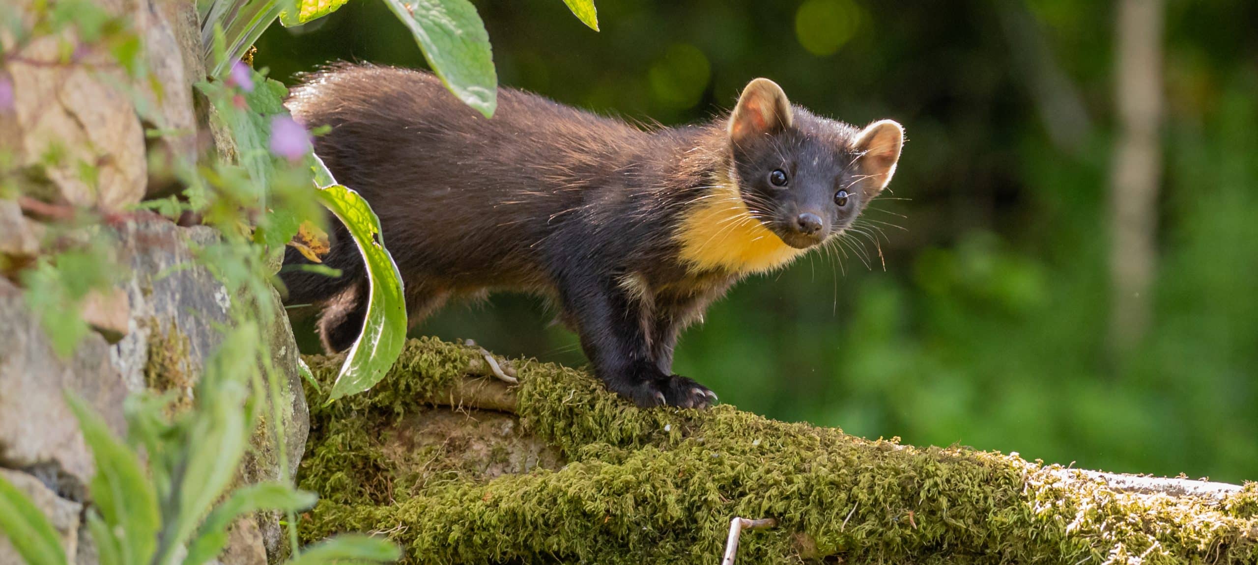 Eichhörnchen Feinde - Der Marder