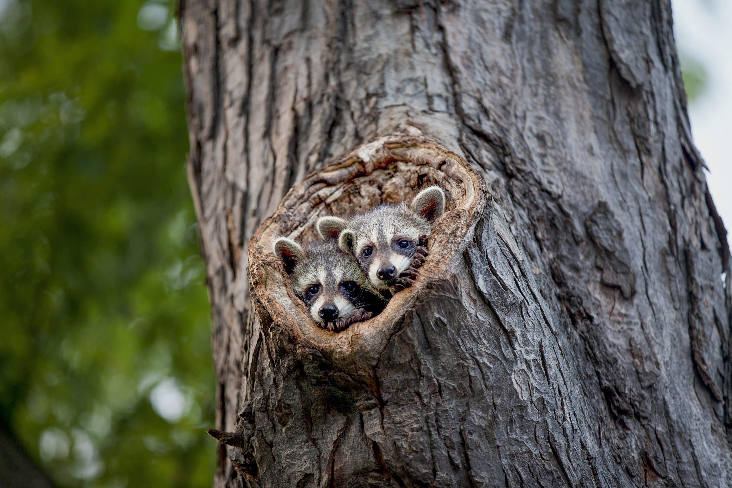 Waschbär in Deutschland - Wildtiere in Deutschland