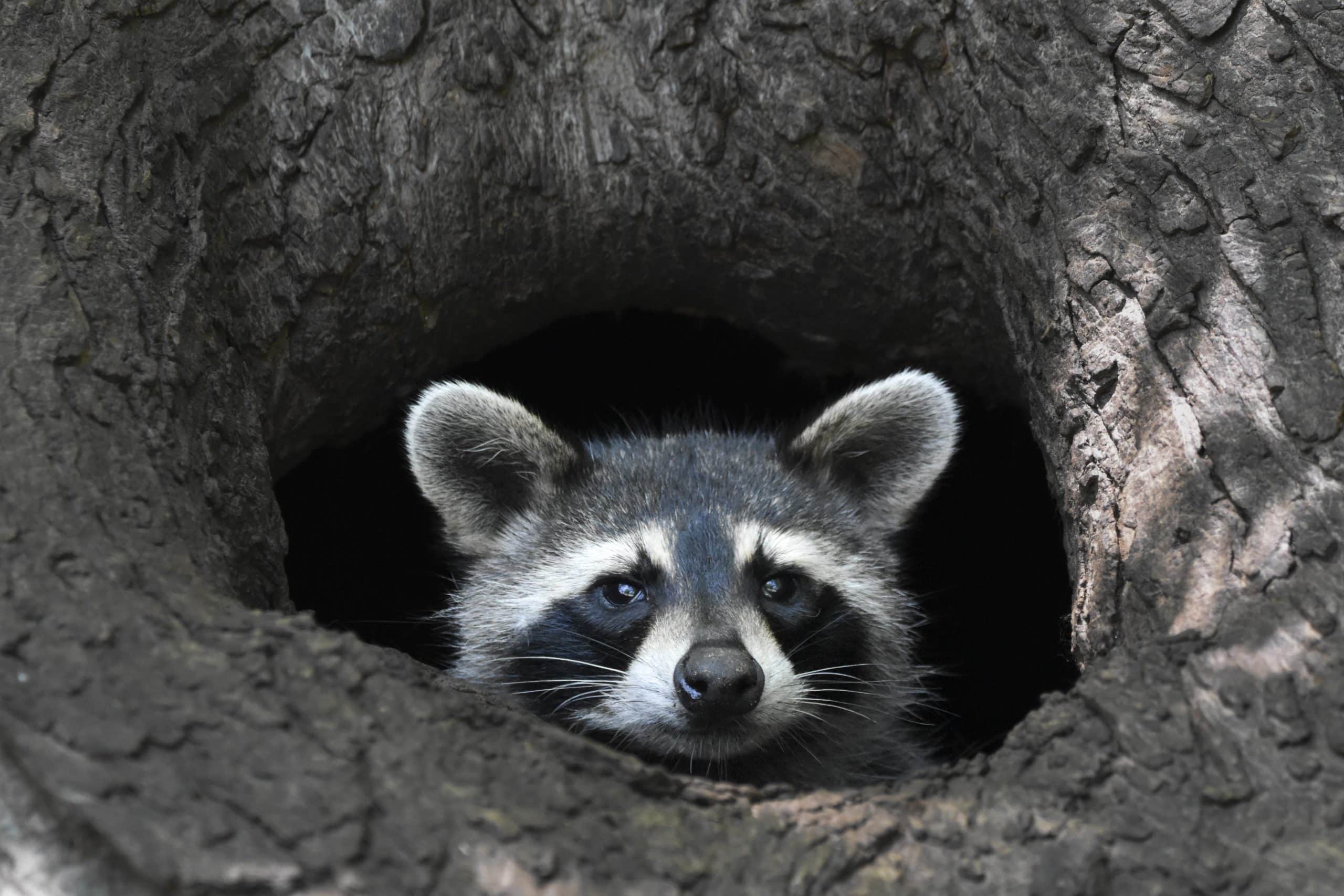 Waschbär in Deutschland - Wildtiere in Deutschland