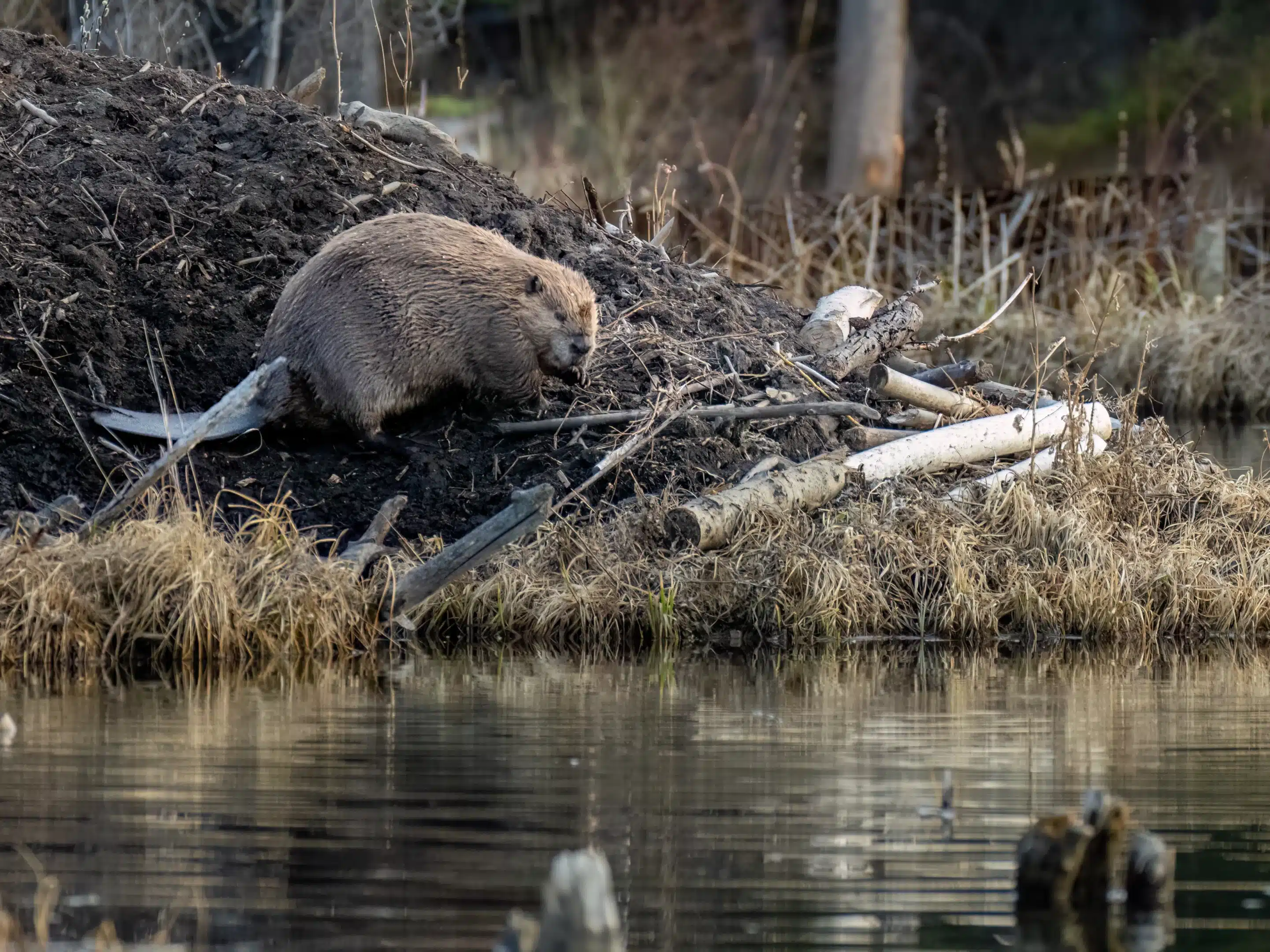 Biber auf dem Biber Damm - Wildtiere in Deutschland