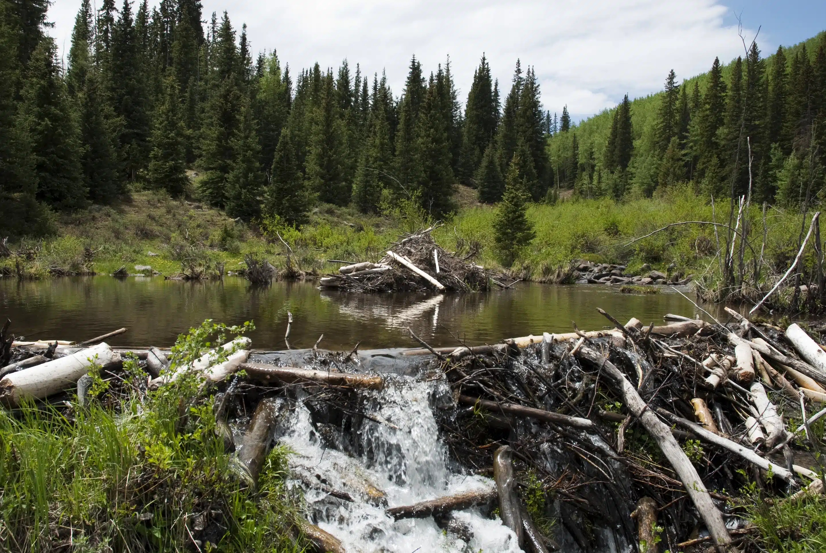 Biber Damm - Wildtiere in Deutschland