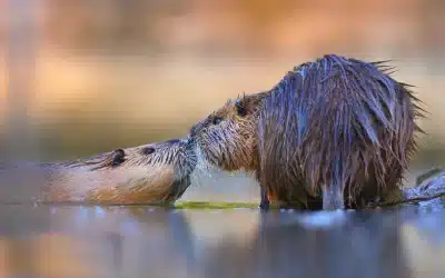 Biber Ratte: Einblick in das Leben der Nutrias