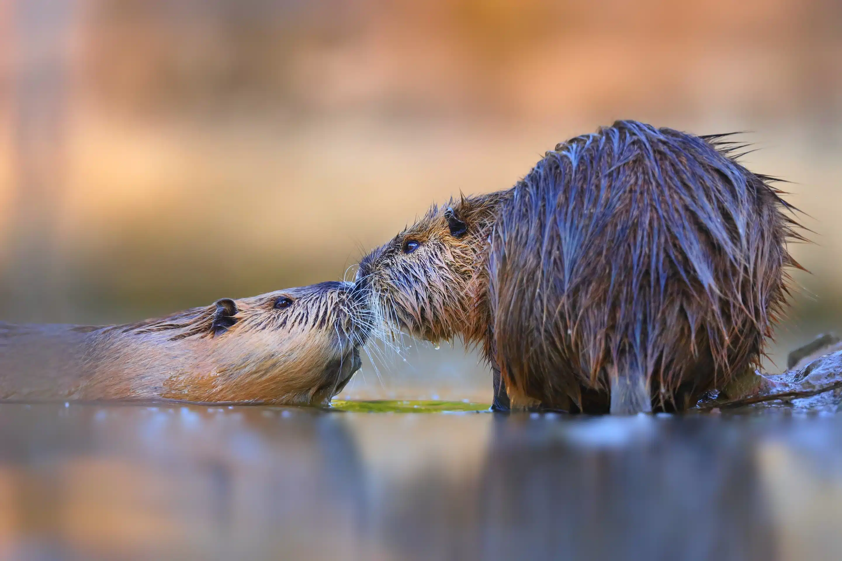 Biber Ratten - Wildtiere in Deutschland
