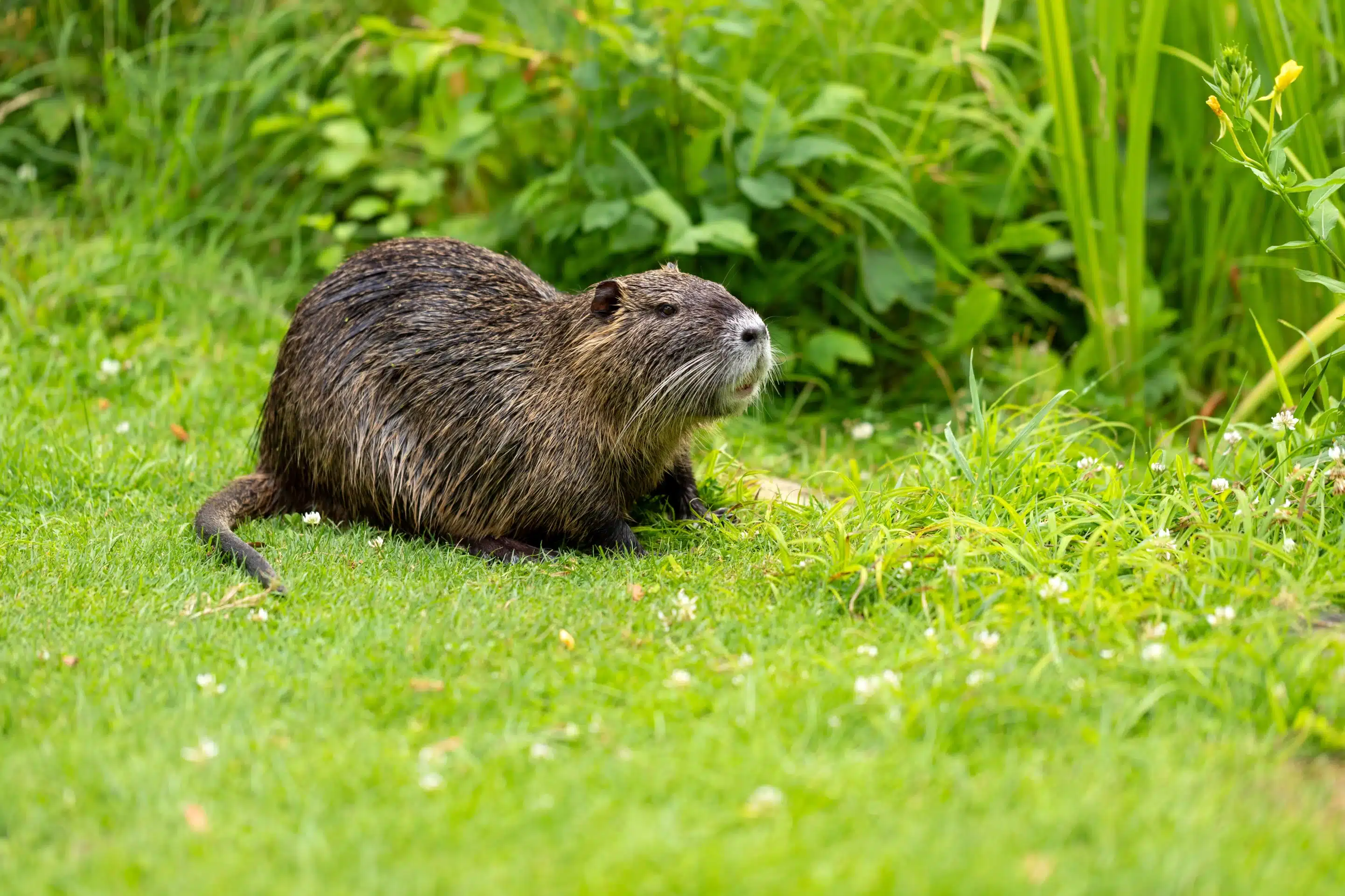Biber Ratte - Wildtiere in Deutschland