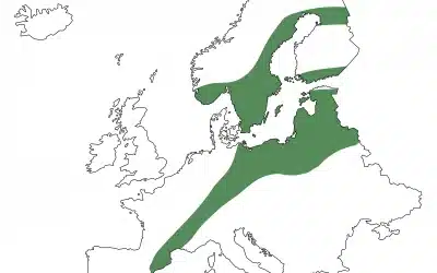 Biber in Europa: Verbreitung und Lebensräume