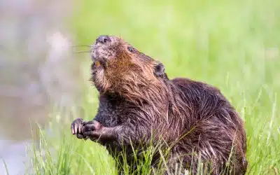 Biber Zähne: Die beeindruckenden Werkzeuge der Natur