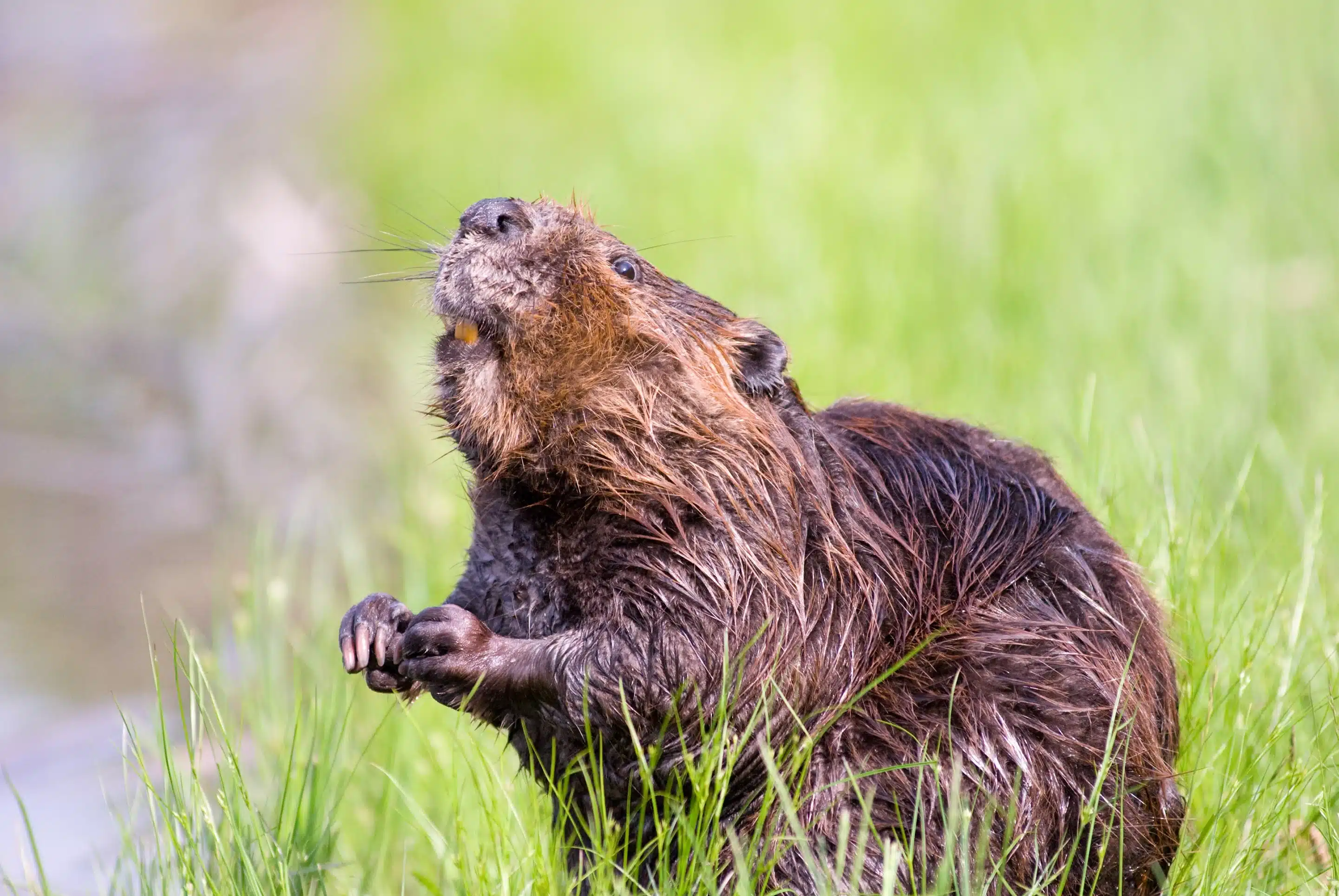 Biber Zähne - Wildtiere in Deutschland