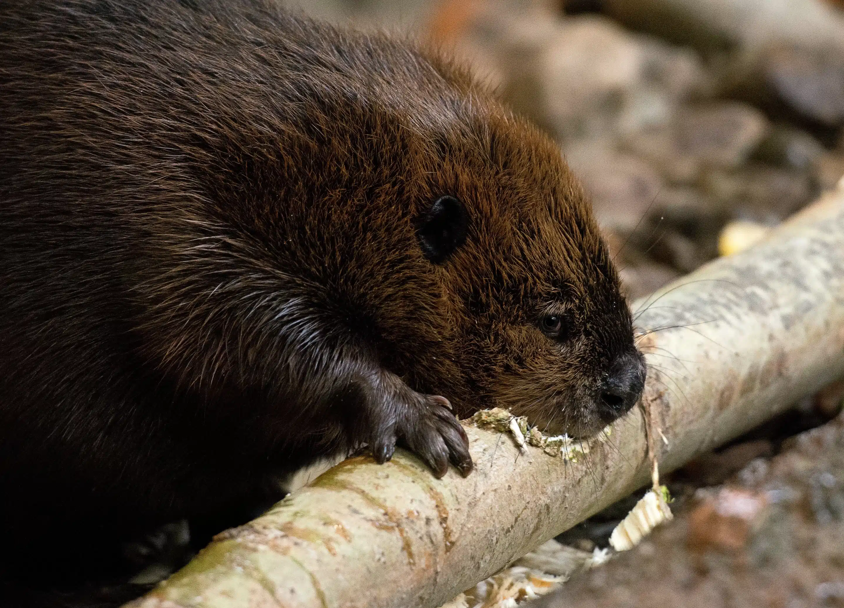 Biber beim fressen - Wildtiere in Deutschland