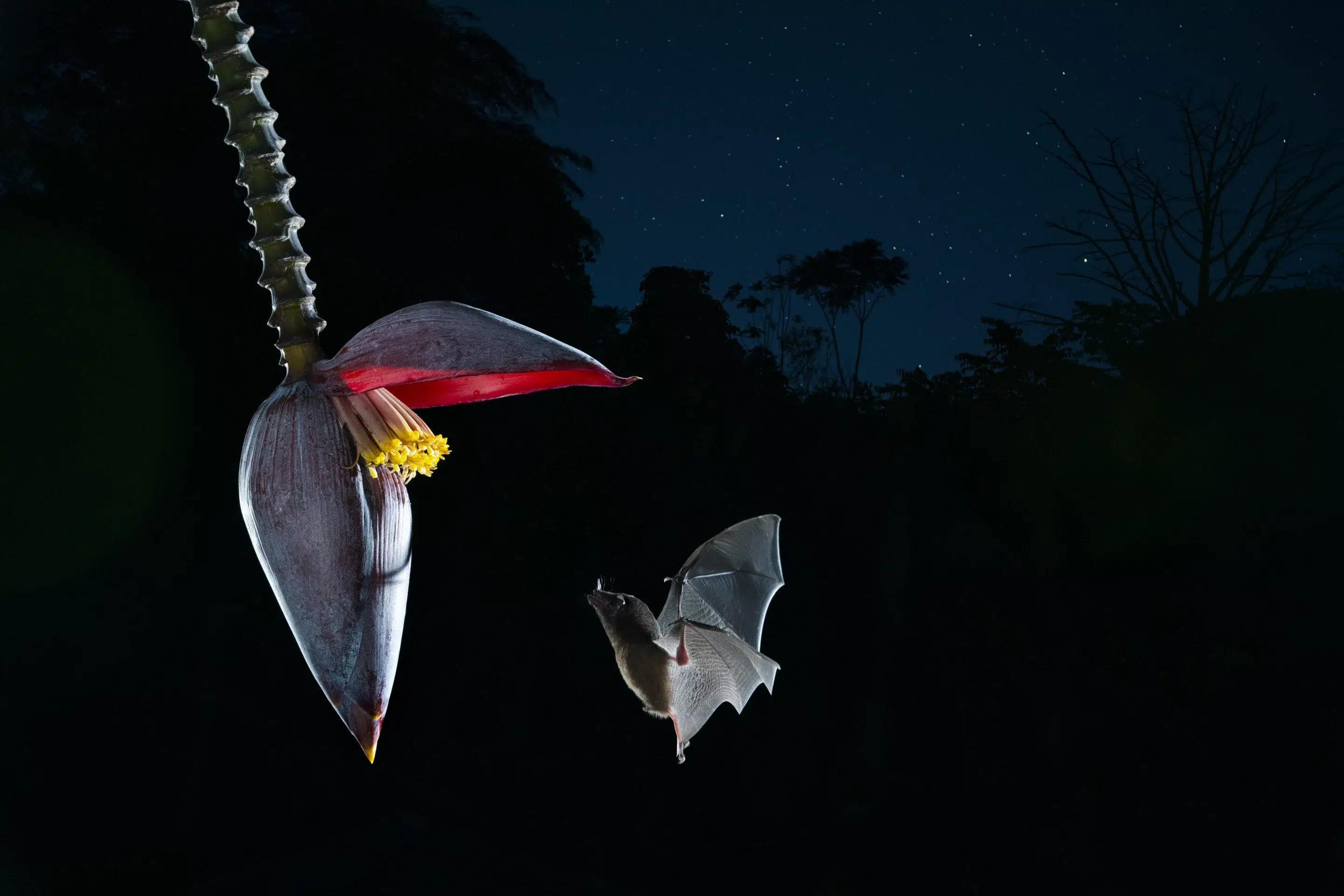 Fledermaus Nahrung - Wildtiere in Deutschland