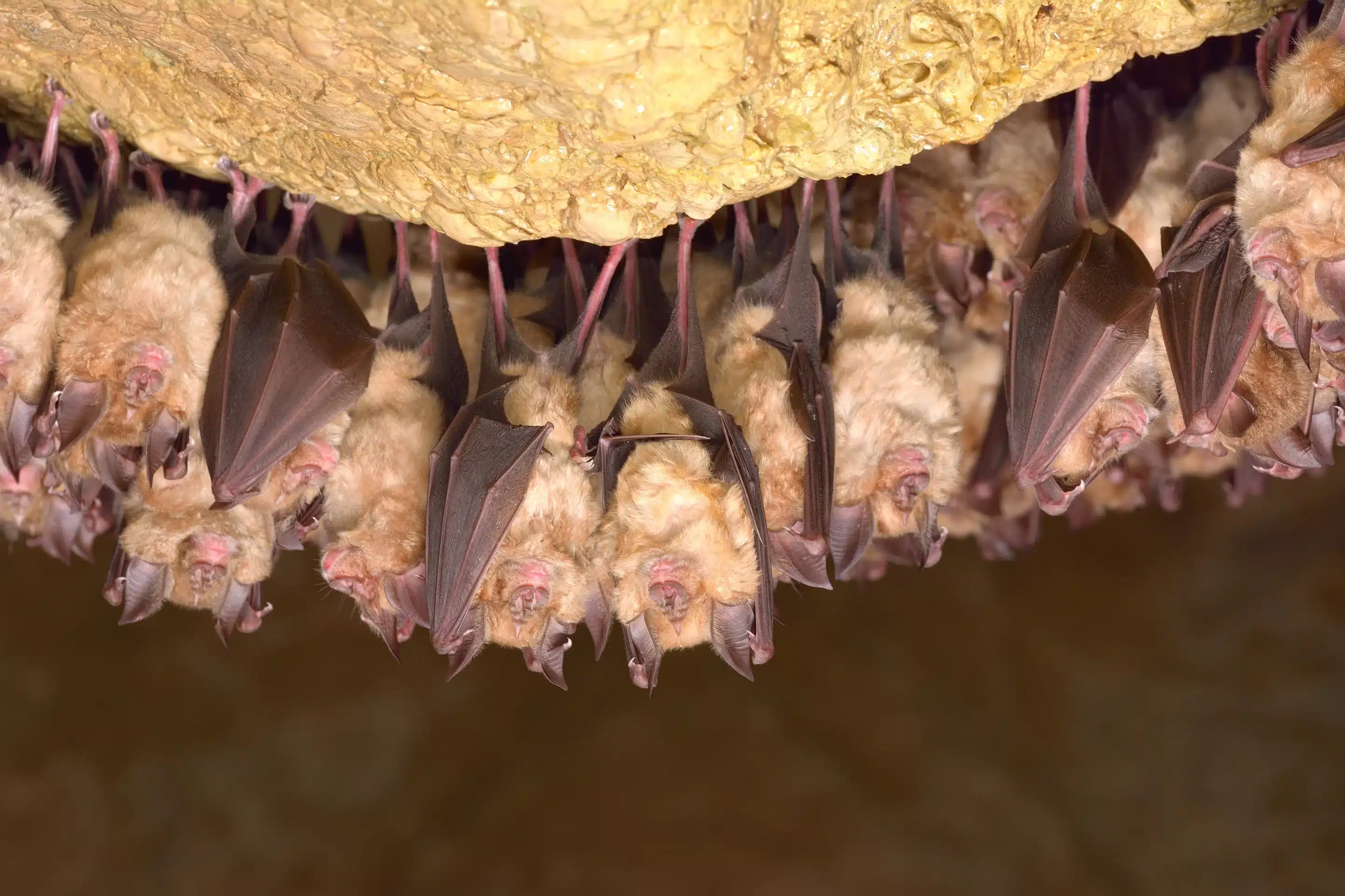 Fledermaus Winterschlaf - Wildtiere in Deutschland
