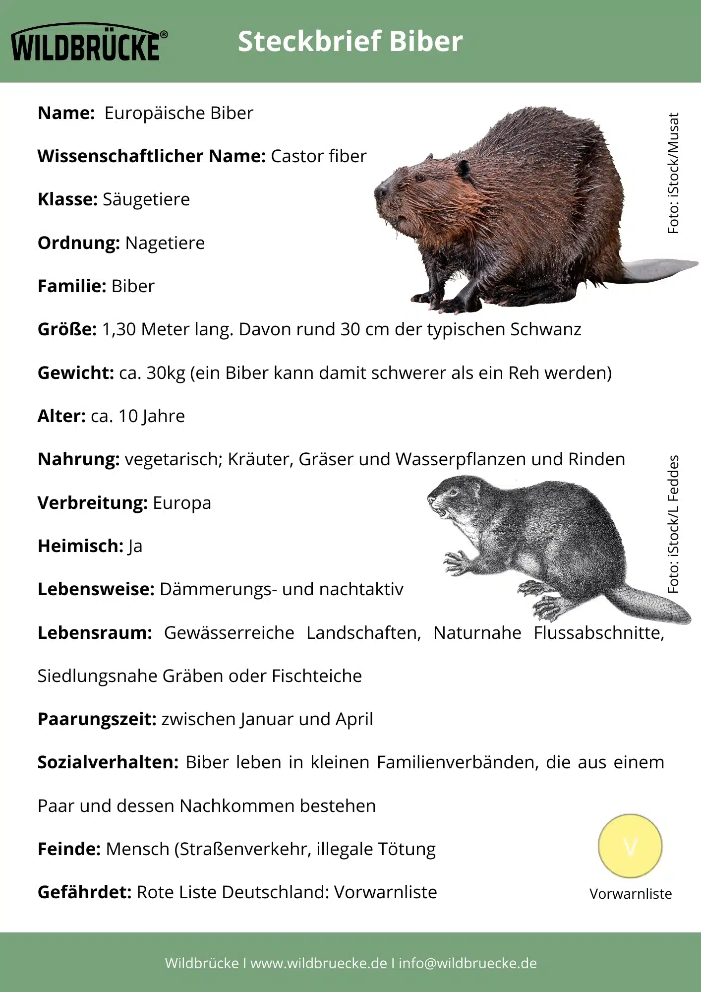 Biber Steckbrief von Wildbrücke - Wildtiere in Deutschland