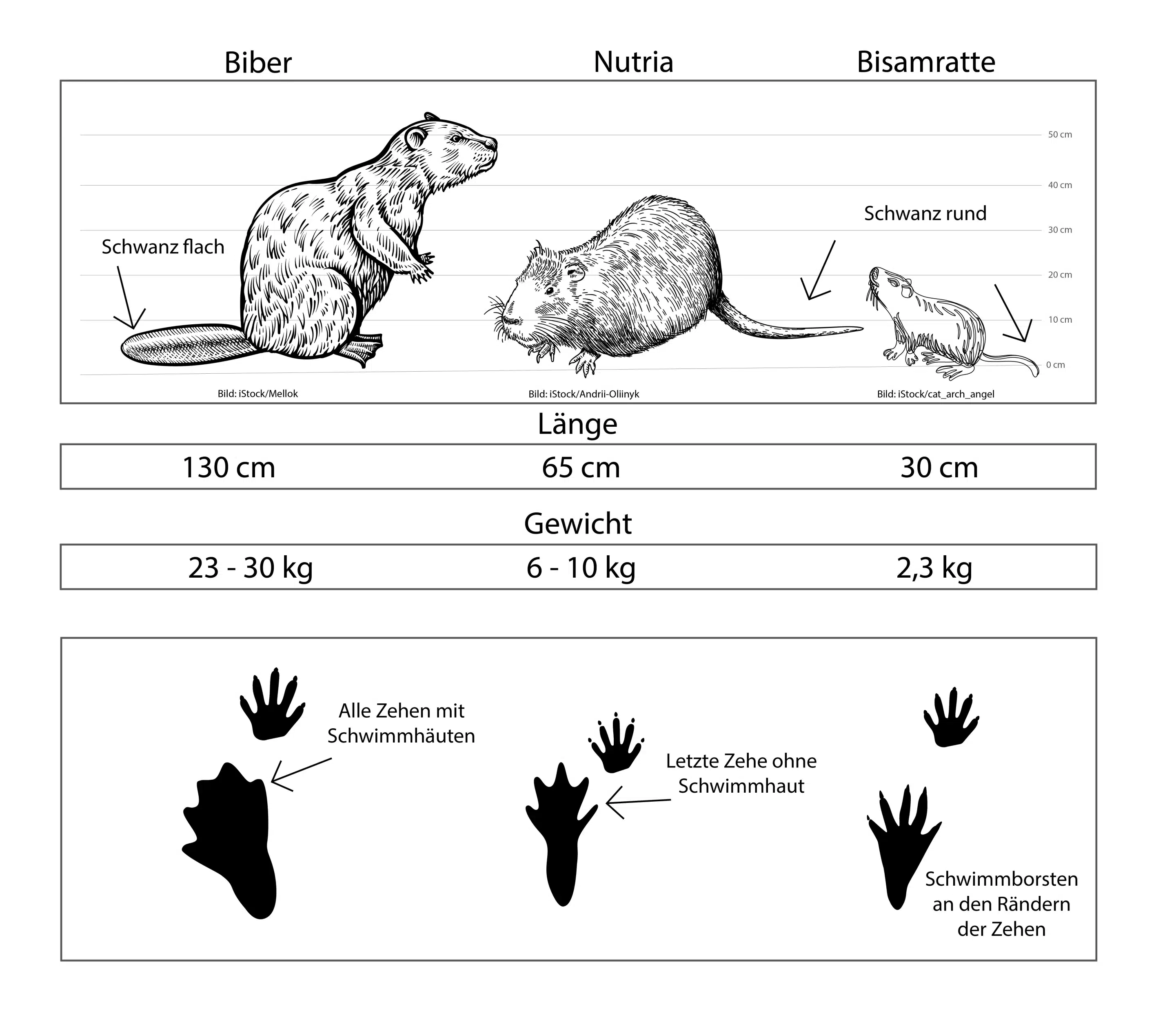 Unterschied Biber, Nutria, Bisamratte - Wildtiere in Deutschland