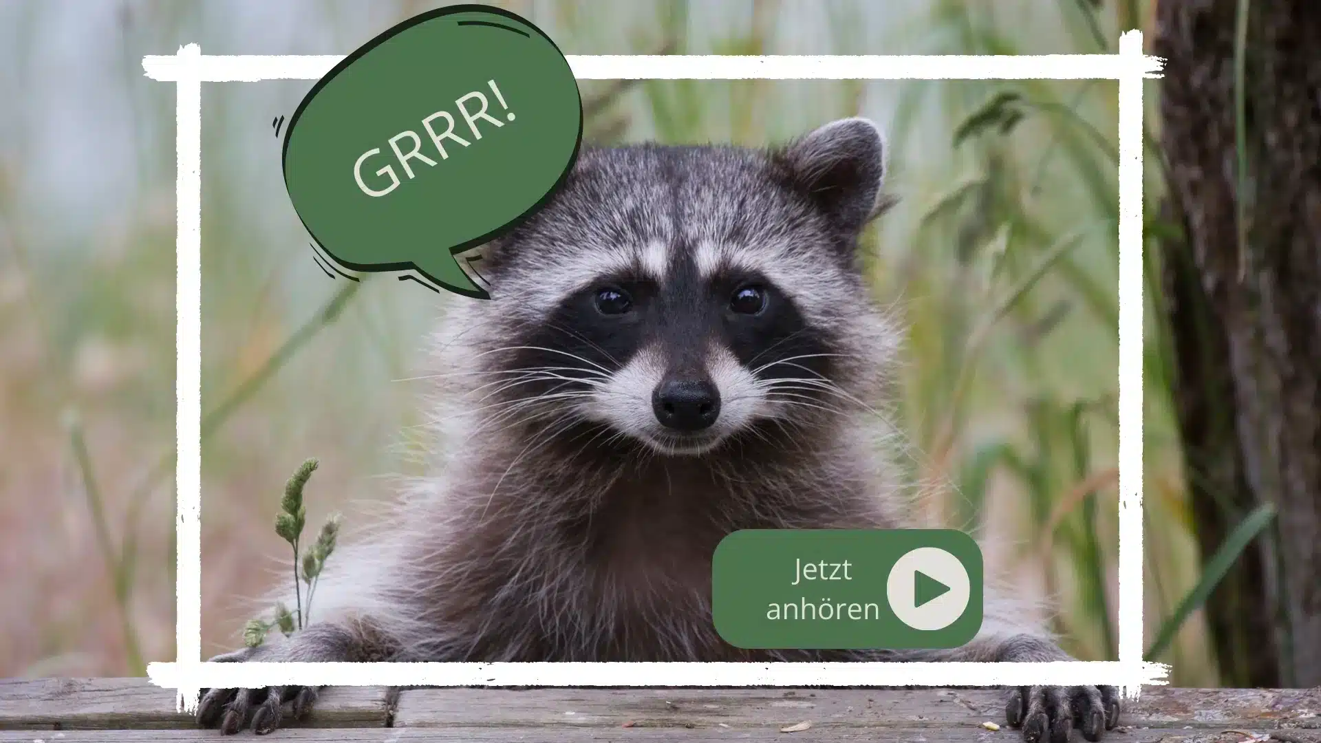 Waschbär Geräusche Waschbär Geräusche