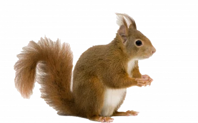 Eichhörnchen