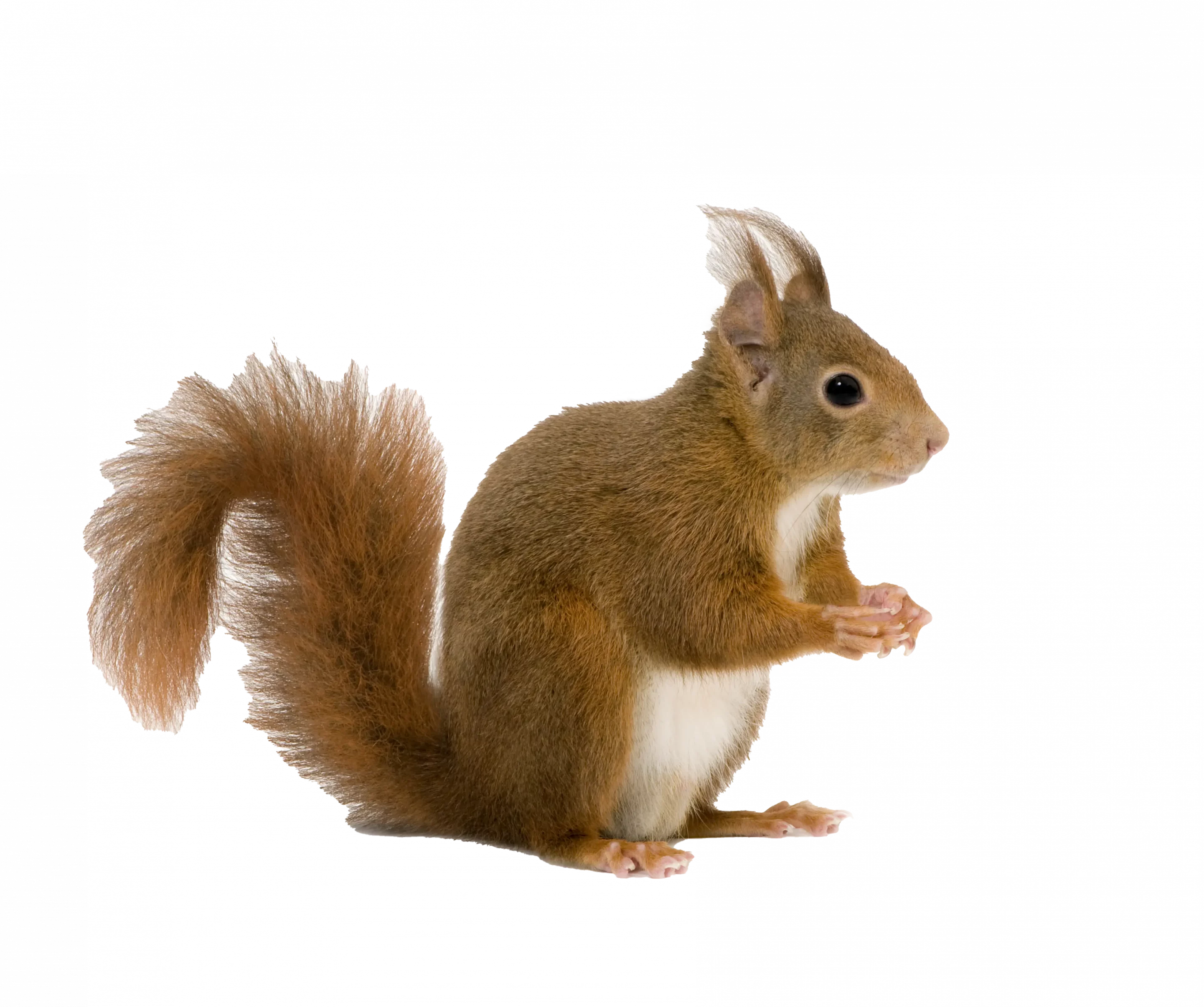 Wildbruecke zeigt eine Eichhörnchen GlobalP-2 Wildbruecke zeigt ein Eichhörnchen